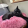 animal, black_cat, cat, comfortable, cozy, cute, domestic_animal, fluffy_cushion, fur, furniture, home, indoor, pet, pink_cushion, relaxing, resting, sleeping, sunlight, window, wooden_surface