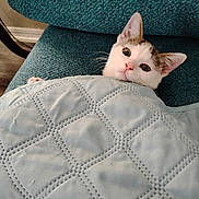 Snigles joined the competition — help win amazing prizes! cat, pet, quilt, blanket, chair, indoor, cozy, feline, cute, comfort, resting, snuggled, animal, fur, whiskers, ears, face, home, relax, curious