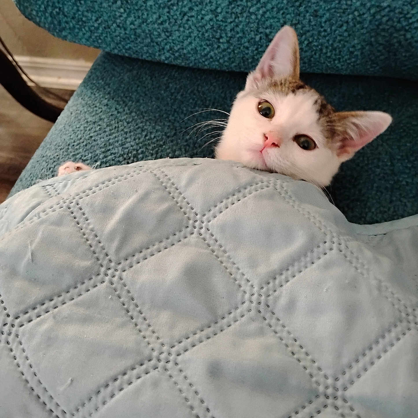 Snigles joined the competition — help win amazing prizes! cat, pet, quilt, blanket, chair, indoor, cozy, feline, cute, comfort, resting, snuggled, animal, fur, whiskers, ears, face, home, relax, curious