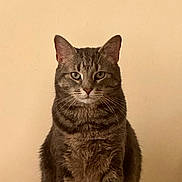 Dwight joined the competition — help win amazing prizes! cat, tabby, animal, pet, feline, sitting, indoor, fur, whiskers, ears, eyes, portrait, alone, looking, mammal, domestic, furniture, beige_wall, quiet, still