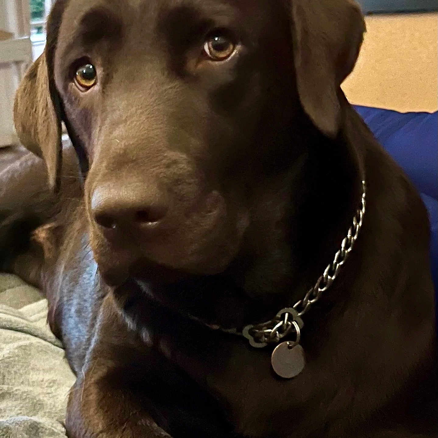 Vick a rejoint le concours — aidez-le/la à gagner de superbes lots ! dog, labrador, chocolate_labrador, pet, indoor, collar, chain_collar, blanket, animal, mammal, cute, face, fur, ears, eyes, resting, domestic_animal, companion, canine, laying