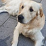 Arlo a rejoint le concours — aidez-le/la à gagner de superbes lots ! animal, attentive, canine, companion, cute, dog, domestic_animal, ears, fur, golden_retriever, leash, lying_down, muzzle, outdoor, pavement, pet, resting, side_view, tail, walking