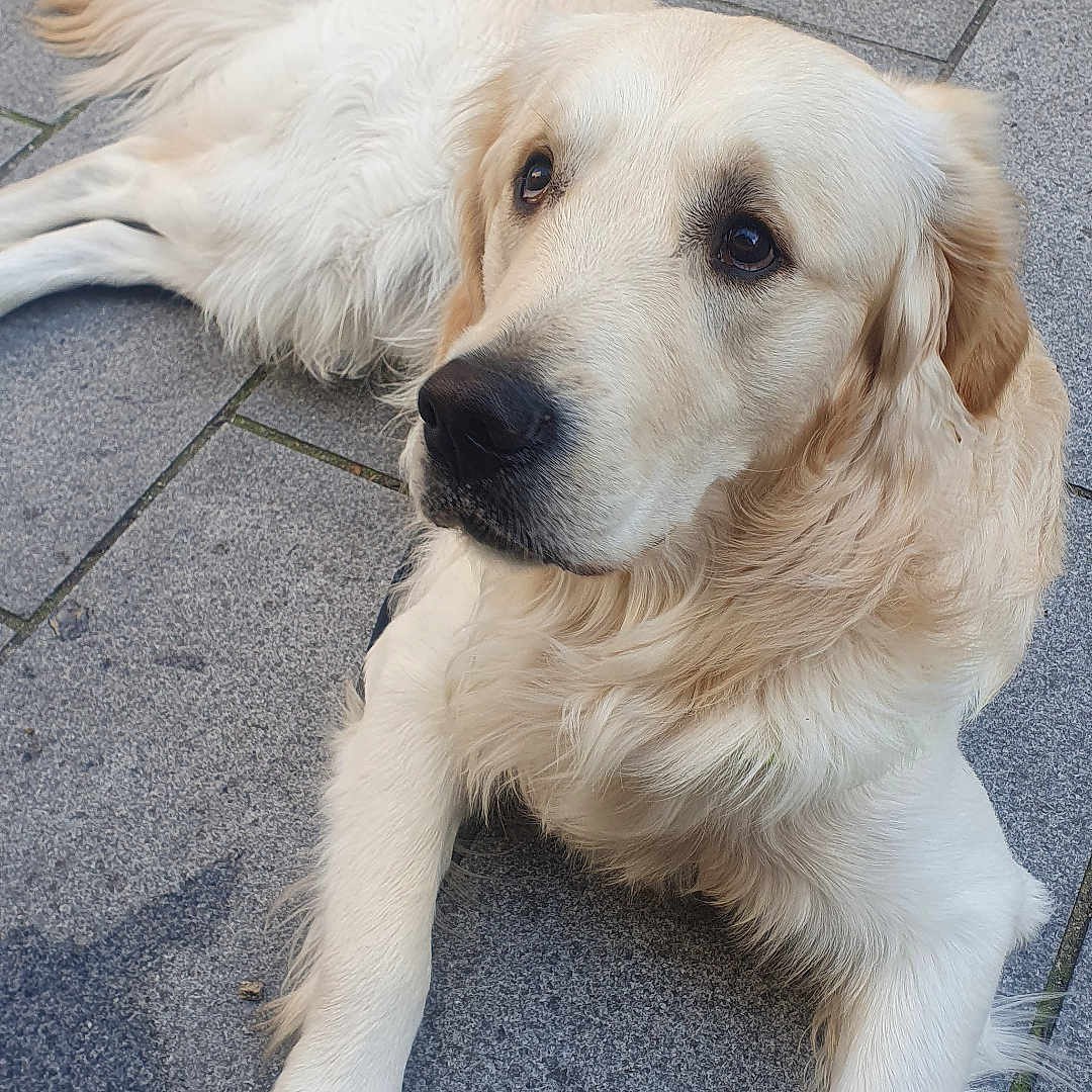 Arlo