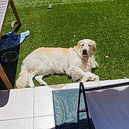 Arlo a rejoint le concours — aidez-le/la à gagner de superbes lots ! animal, backyard, canine, daylight, dog, dog_bowl, domestic_animal, furniture, golden_retriever, grass, lawn, outdoor, patio, pet, relaxed, resting, summer, sunlight, table, towel