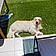 Arlo