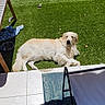 animal, backyard, canine, daylight, dog, dog_bowl, domestic_animal, furniture, golden_retriever, grass, lawn, outdoor, patio, pet, relaxed, resting, summer, sunlight, table, towel
