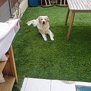 Arlo participe au concours pour gagner de l'argent avec cette photo : dog, golden_retriever, grass, artificial_turf, backyard, garden, table, chair, potted_plant, tile_floor, outdoor, pet, relaxed, wooden_furniture, greenery, canine, animal, daylight, nature, domestic