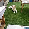 animal, artificial_turf, backyard, canine, chair, daylight, dog, domestic, garden, golden_retriever, grass, greenery, nature, outdoor, pet, potted_plant, relaxed, table, tile_floor, wooden_furniture