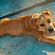 Jedi joined the competition — help win amazing prizes! puppy, dog, brown_dog, laying_down, outdoor, concrete, sunlight, pet, young_dog, curious, animal, canine, floor, playful, white_patch, looking_at_camera, daylight, cute, domestic_animal, relaxed