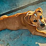 puppy, dog, brown_dog, laying_down, outdoor, concrete, sunlight, pet, young_dog, curious, animal, canine, floor, playful, white_patch, looking_at_camera, daylight, cute, domestic_animal, relaxed