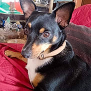 Ragnard participe au concours pour gagner de l'argent avec cette photo : dog, pet, black_and_tan, collar, alert_ears, indoor, quilt, red, furniture, home, portrait, side_view, canine, relaxed, brown_eyes, domestic_animal, companion, cozy, living_room, decor