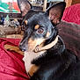 dog, pet, black_and_tan, collar, alert_ears, indoor, quilt, red, furniture, home, portrait, side_view, canine, relaxed, brown_eyes, domestic_animal, companion, cozy, living_room, decor