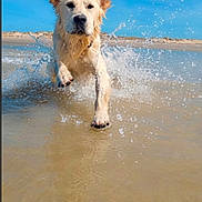 Aribo a rejoint le concours — aidez-le/la à gagner de superbes lots ! dog, golden_retriever, puppy, beach, ocean, seawater, splashing, running, wet, fur, floppy_ears, collar, outdoors, shoreline, sand, blue_sky, sunlight, action_shot, animal_portrait, playful