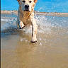 dog, golden_retriever, puppy, beach, ocean, seawater, splashing, running, wet, fur, floppy_ears, collar, outdoors, shoreline, sand, blue_sky, sunlight, action_shot, animal_portrait, playful
