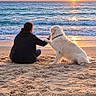 Aribo a rejoint le concours — aidez-le/la à gagner de superbes lots ! dog, golden_retriever, person, beach, ocean, sunset, seaside, sand, waves, shoreline, outdoors, companion, friendship, sitting, pet, human_animal_bond, sunlight, reflection, nature, phone_screenshot