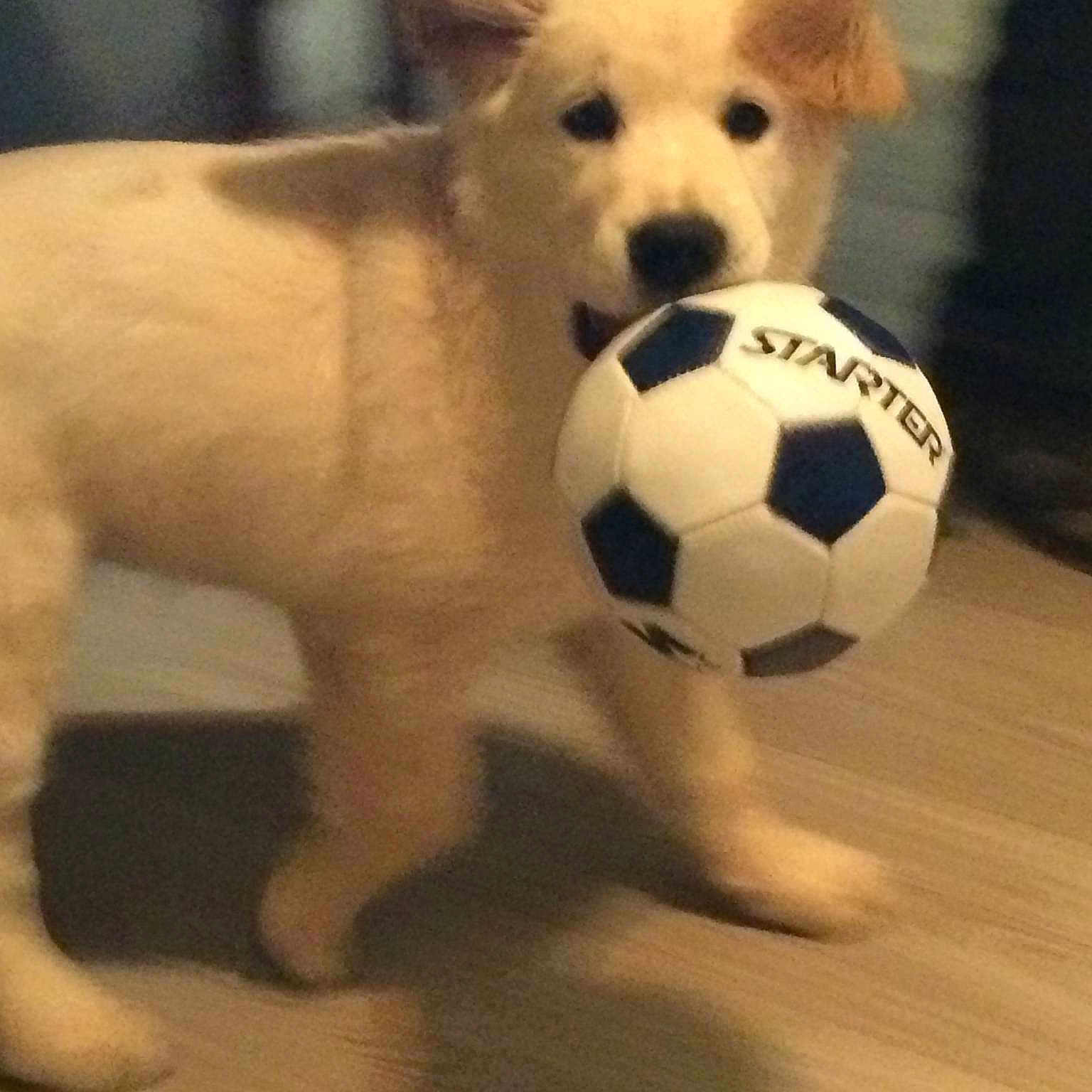 Junior