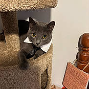 Bear joined the competition — help win amazing prizes! bedpost, carpet, cat, cat_tree, collar, cozy, ears, envelope, furniture, gift_bag, gray_cat, indoor, looking_at_camera, paw, pet, portrait, shadow, tie, wall, yellow_eyes