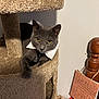 bedpost, carpet, cat, cat_tree, collar, cozy, ears, envelope, furniture, gift_bag, gray_cat, indoor, looking_at_camera, paw, pet, portrait, shadow, tie, wall, yellow_eyes