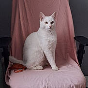Lucien a rejoint le concours — aidez-le/la à gagner de superbes lots ! animal, armrest, calm, cat, chair, cozy, domestic, ears, feline, fur, indoor, looking, pet, pink_cloth, portrait, pouch, sitting, tail, whiskers, white_cat