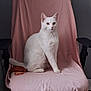 animal, armrest, calm, cat, chair, cozy, domestic, ears, feline, fur, indoor, looking, pet, pink_cloth, portrait, pouch, sitting, tail, whiskers, white_cat
