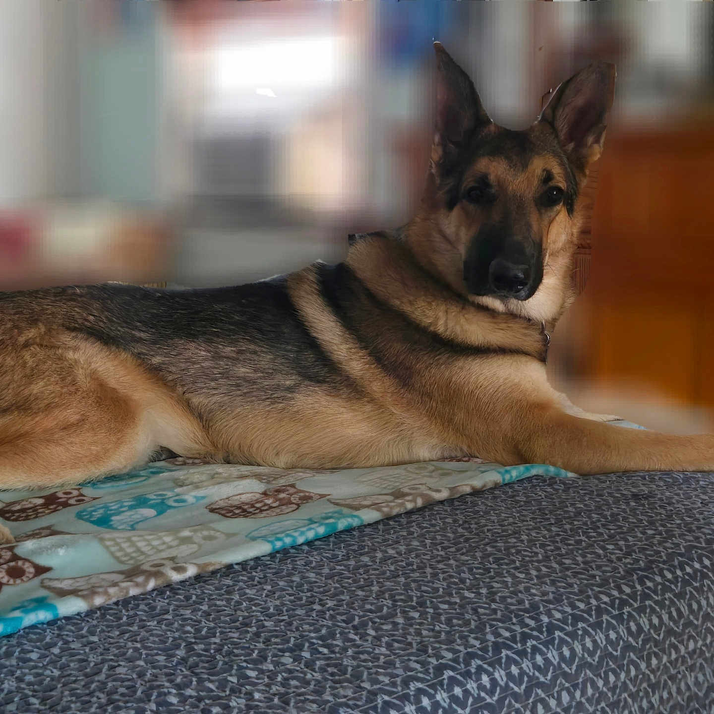 Scout is registered to the contest to win money with this photo: animal, canine, dog, germanshepherd, pet, policedog, puppy