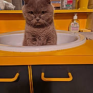 Mya participe au concours pour gagner de l'argent avec cette photo : abyssinian, accessories, animal, bag, cabinet, cat, closet, cupboard, doublesink, furniture, handbag, hottub, kitten, manx, pet, plywood, sink, sinkfaucet, tub, wood