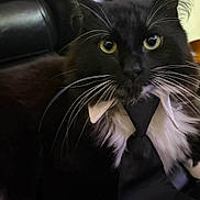 Franklin is registered to the contest to win money with this photo: cat, black_cat, white_whiskers, yellow_eyes, tie, collar, leather_chair, indoor, pet, feline, close_up, portrait, whiskers, black_fur, white_fur, suit, dress_up, animal, cute, relaxed