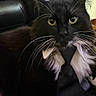 cat, black_cat, white_whiskers, yellow_eyes, tie, collar, leather_chair, indoor, pet, feline, close_up, portrait, whiskers, black_fur, white_fur, suit, dress_up, animal, cute, relaxed