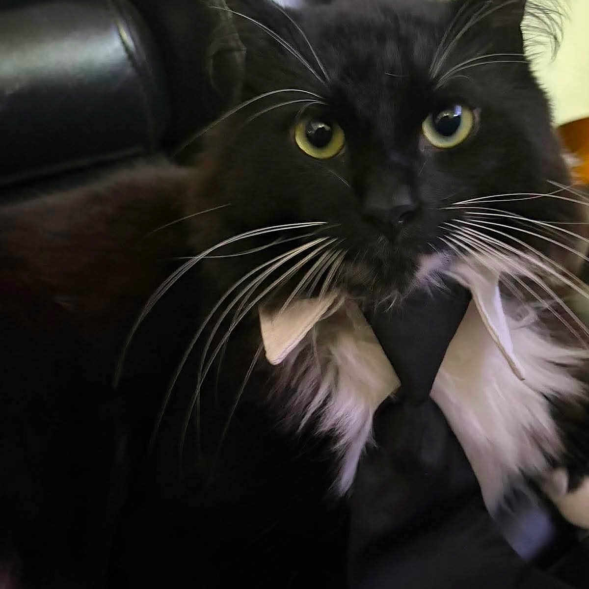 Franklin is registered to the contest to win money with this photo: cat, black_cat, white_whiskers, yellow_eyes, tie, collar, leather_chair, indoor, pet, feline, close_up, portrait, whiskers, black_fur, white_fur, suit, dress_up, animal, cute, relaxed