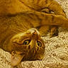 animal, bed, blanket, cat, cozy, curious, cute, domestic, feline, fur, green_eyes, indoor, pattern, pet, relaxed, resting, sleepy, soft_light, tabby, whiskers