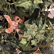 Simon joined the competition — help win amazing prizes! kitten, cat, orange_cat, ivy, green_leaves, plant, curious, peeking, paws, indoor, closeup, nature, pet, feline, young_animal, playful, foliage, cute, small, hidden