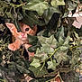 kitten, cat, orange_cat, ivy, green_leaves, plant, curious, peeking, paws, indoor, closeup, nature, pet, feline, young_animal, playful, foliage, cute, small, hidden