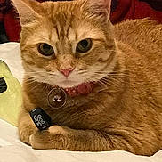 Pinky is registered to the contest to win money with this photo: cat, orange_tabby, pet, collar, bell, indoor, feline, animal, whiskers, ears, fur, resting, bed, blanket, closeup, cute, domestic, claw, paw, curious