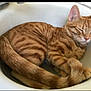 cat, ginger_cat, tabby, sleeping, curled_up, tail, paws, sink, indoor, pet, feline, cozy, resting, fur, whiskers, ears, relaxed, animal, cute, domestic