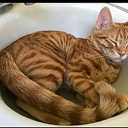 Boo-Boo joined the competition — help win amazing prizes! cat, ginger_cat, tabby, sleeping, curled_up, tail, paws, sink, indoor, pet, feline, cozy, resting, fur, whiskers, ears, relaxed, animal, cute, domestic