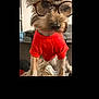 Lucas joined the competition — help win amazing prizes! dog, glasses, red_shirt, pet, indoor, small_dog, fur, cute, eyewear, portrait, animal, home, living_room, cozy, mammal, sitting, face, nose, whiskers, adorable