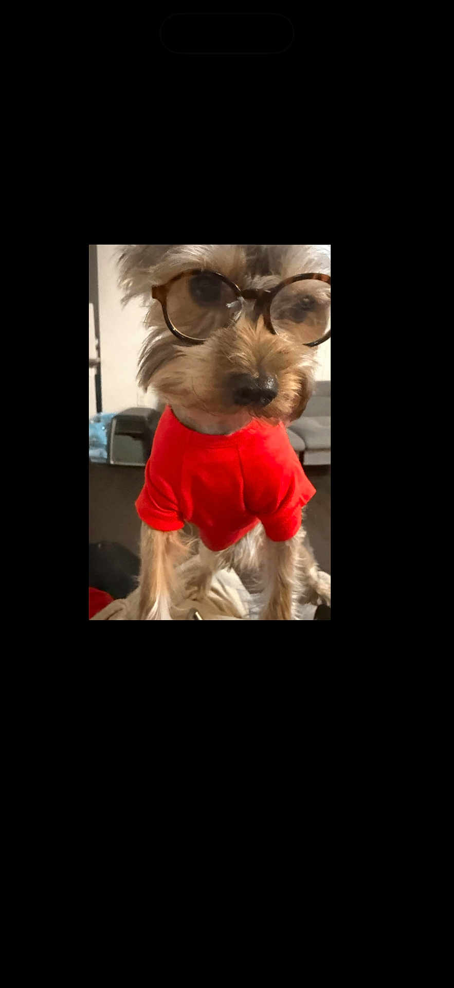Lucas joined the competition — help win amazing prizes! dog, glasses, red_shirt, pet, indoor, small_dog, fur, cute, eyewear, portrait, animal, home, living_room, cozy, mammal, sitting, face, nose, whiskers, adorable