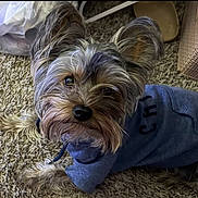 Lucas is registered to the contest to win money with this photo: dog, pet, small_dog, hoodie, blue_clothing, carpet, indoor, fur, ears, eyes, nose, animal, cute, looking_up, relaxed, close_up, mammal, companion, domestic, cozy