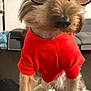 Lucas joined the competition — help win amazing prizes! dog, glasses, red_shirt, indoor, pet, furry, small_dog, living_room, cute, portrait, animal, domestic_animal, standing, brown_fur, eyewear, funny, cozy, home, closeup, wearing_clothes