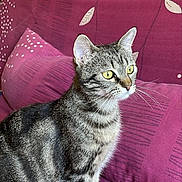 Pitto participe au concours pour gagner de l'argent avec cette photo : abyssinian, animal, architecture, blanket, building, cat, chair, couch, cushion, egyptiancat, furniture, homedecor, indoors, kitten, livingroom, manx, pet, purple, room, velvet