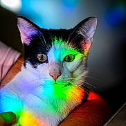 Kira a rejoint le concours — aidez-le/la à gagner de superbes lots ! cat, black_and_white, pet, animal, colorful_lights, rainbow, close_up, portrait, feline, whiskers, ear, eye, fur, human_arm, indoor, relaxed, cute, vibrant, shadow, soft_light