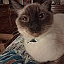 Milo is registered to the contest to win money with this photo: cat, siamese_cat, pet, close_up, portrait, whiskers, collar, bedspread, patterned_fabric, indoor, bedroom, fur, ears, eyes, nose, domestic_cat, resting, furniture, drowsy, adorable