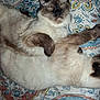 cat, siamese_cat, feline, pet, sleeping, cuddling, blanket, patterned_bedding, paw, whiskers, fluffy_fur, indoor, cozy, close_up, portrait, two_cats, bedding, relaxed, nap, ears