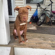 Zeus joined the competition — help win amazing prizes! dog, brown_dog, puppy, porch, wooden_porch, bicycle, scooter, umbrella, outdoor, pet, animal, house, door, window, mat, concrete, fence, daylight, resting, quiet