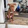 dog, brown_dog, puppy, porch, wooden_porch, bicycle, scooter, umbrella, outdoor, pet, animal, house, door, window, mat, concrete, fence, daylight, resting, quiet