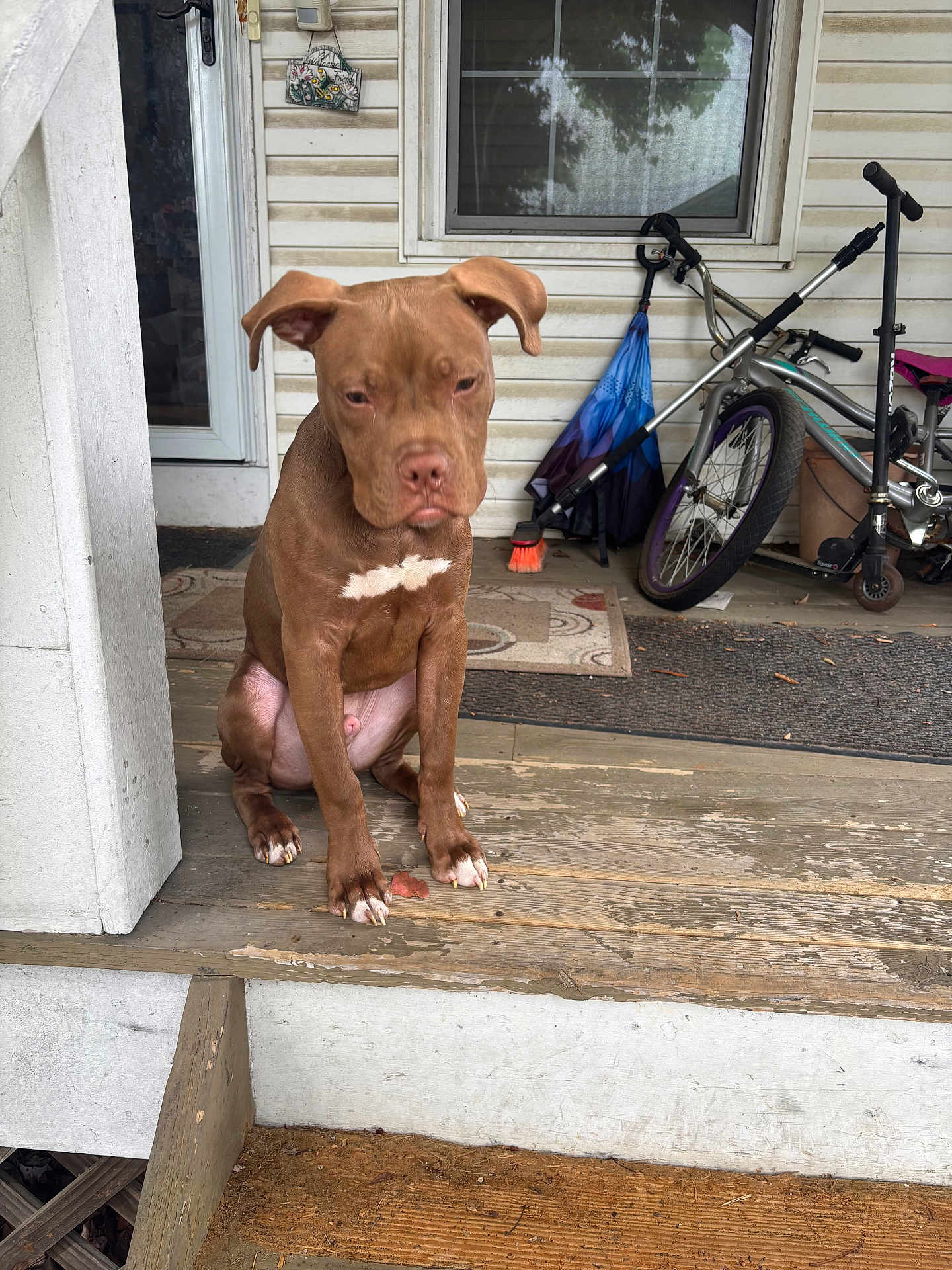 Zeus joined the competition — help win amazing prizes! dog, brown_dog, puppy, porch, wooden_porch, bicycle, scooter, umbrella, outdoor, pet, animal, house, door, window, mat, concrete, fence, daylight, resting, quiet