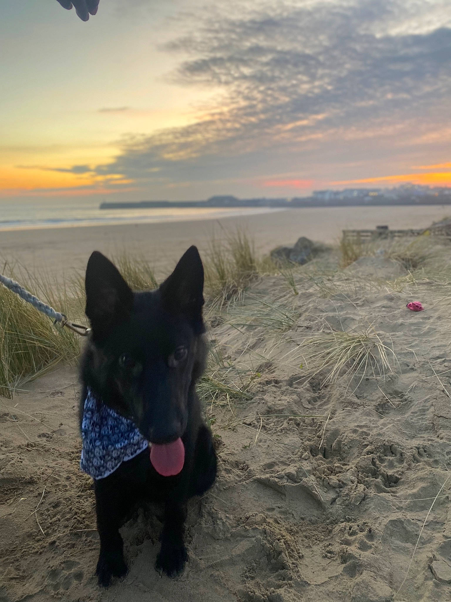 Hades joined the competition — help win amazing prizes! aircraft, beach, body_of_water, canidae, carnivore, cloud, dog, dog_breed, dusk, evening, fun, herding_dog, horizon, landscape, ocean, sand, sky, sporting_group, water, working_animal