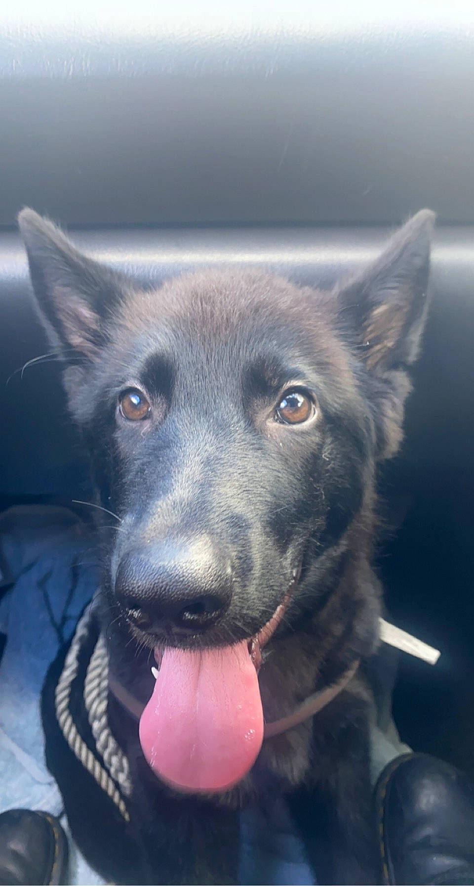 Hades joined the competition — help win amazing prizes! borador, canidae, carnivore, collar, companion_dog, dog, dog_breed, electric_blue, eye, fang, fur, head, jaw, non_sporting_group, snout, sporting_group, whiskers, working_animal, working_dog