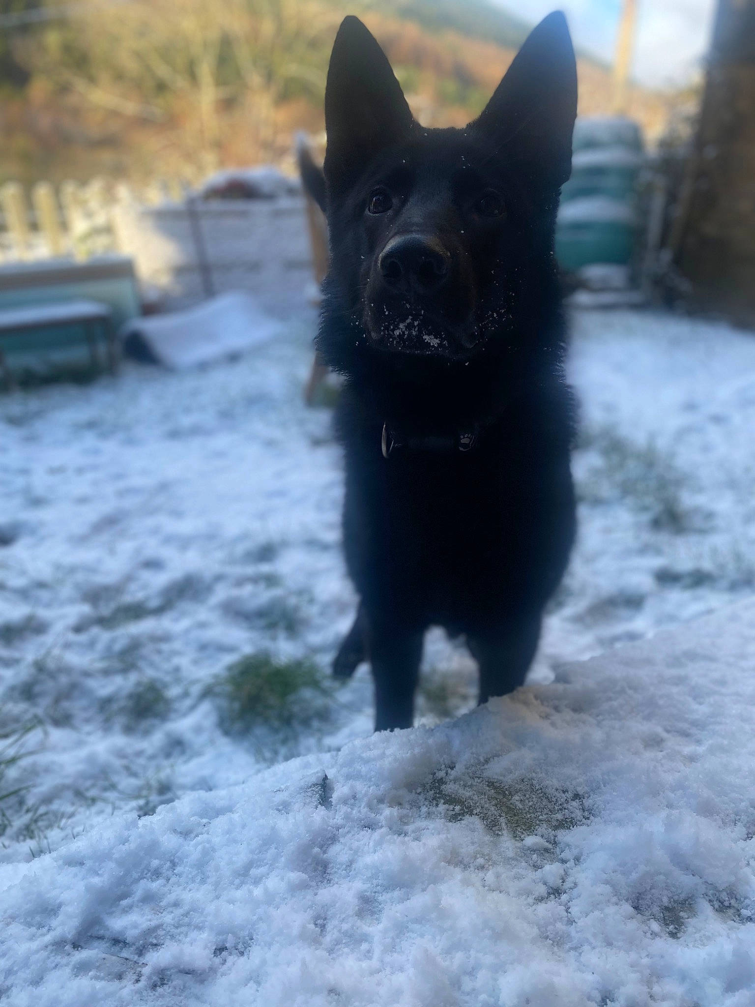 Hades is registered to the contest to win money with this photo: black_cat, bombay, canidae, carnivore, cat, dog_breed, domestic_short_haired_cat, felidae, fur, grass, plant, sky, small_to_medium_sized_cats, snout, snow, sporting_group, tail, terrestrial_animal, whiskers, winter