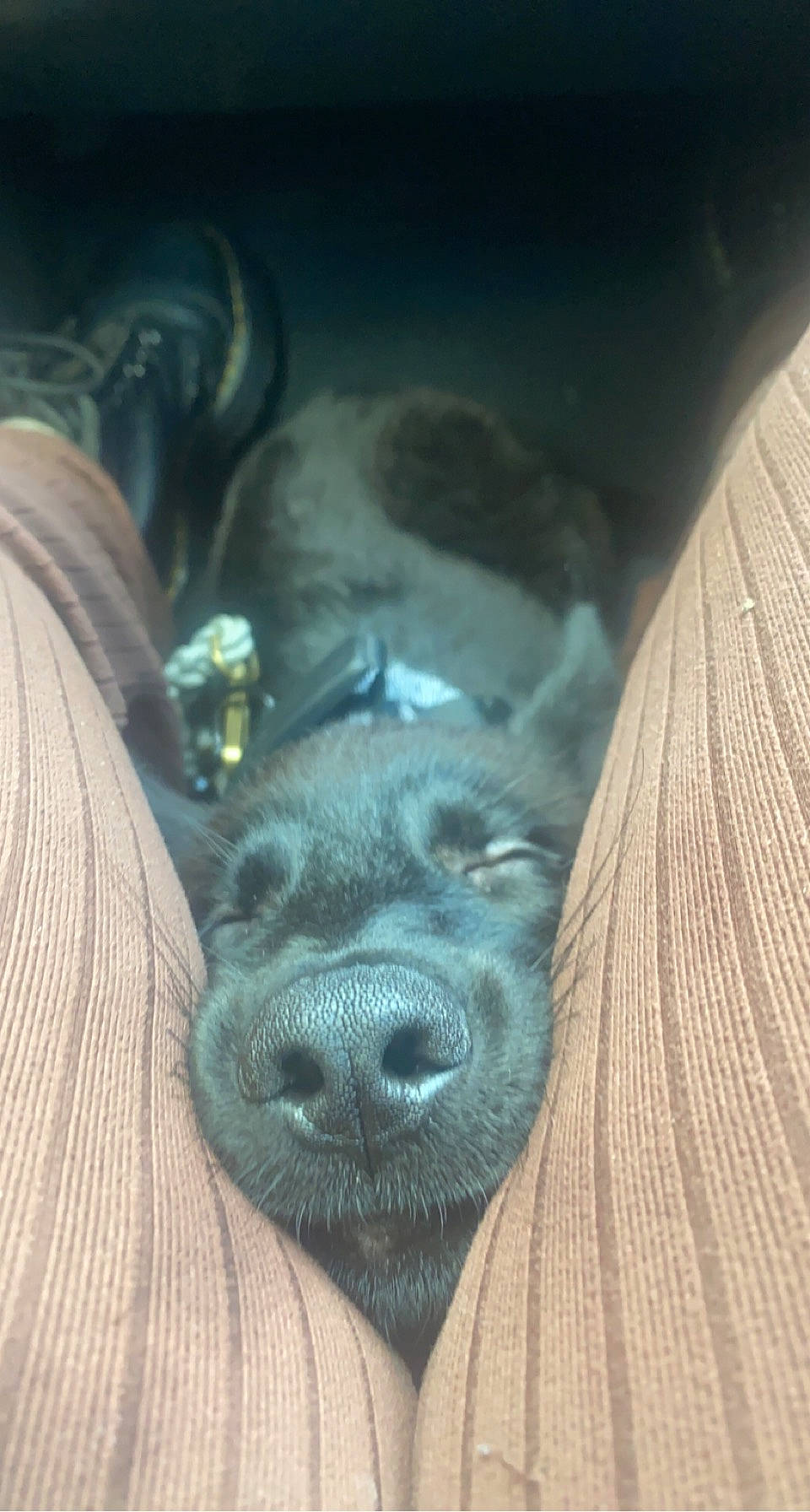 Hades joined the competition — help win amazing prizes! canidae, carnivore, comfort, companion_dog, darkness, dog, dog_breed, electric_blue, fawn, fur, grey, guard_dog, liver, snout, sporting_group, terrestrial_animal, whiskers, wildlife, working_animal, wrinkle